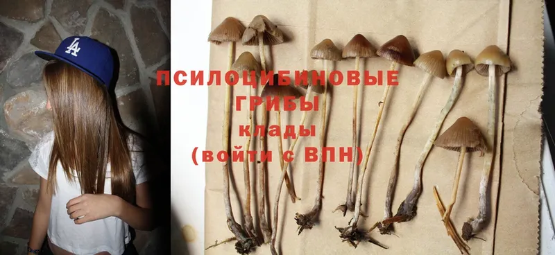 дарнет шоп  Белореченск  Псилоцибиновые грибы Psilocybe 